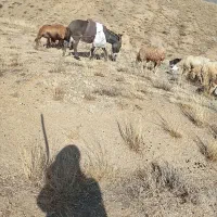 خره نر|حیوانات مزرعه|تبریز, |دیوار