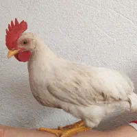 خروس ۵ ماهه