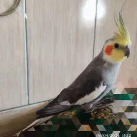 عروس هلندی