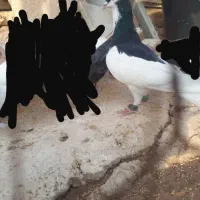 یال سیاه نر گردن کلفت شکار