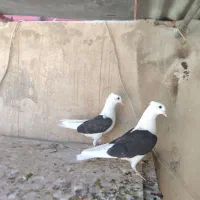 جوجه دوکت مهر