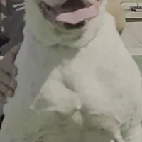 سگ داگو. کنکورسو|سگ|شیراز, شهرک قمشه|دیوار