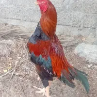 خروس اصل