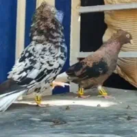 توضیحات خوانده شود.