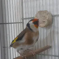 سهره نر