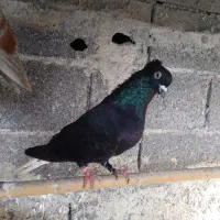 نر زاغ دم سفید کاکل