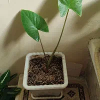 گل بابا آدم