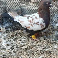 پلاکی بهبهونی