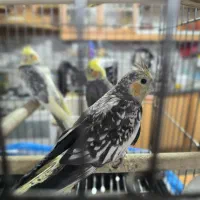 عروس هلندی|پرنده|اصفهان, محمودیه|دیوار