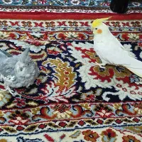 عروس هلندی|پرنده|آوج, |دیوار