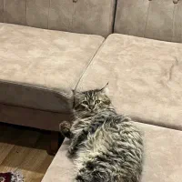 متقاضی گربه جهت جفت گیری