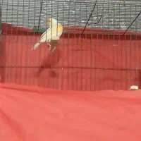 قناری موزاییکی مست|پرنده|قرچک, میرزائی شمالی|دیوار