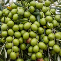 فروش نهال زیتون الک ترکیه|گل و گیاه طبیعی|شاهین‌شهر, فردوسی|دیوار