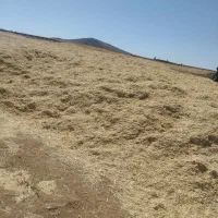 کاه نخودکیلوی7-هزار|خدمات باغبانی و درختکاری|نورآباد, |دیوار