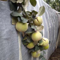 رسیدگی تخصصی به درختان میوه و باردهی|خدمات باغبانی و درختکاری|سنگر, |دیوار