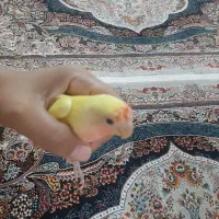 طوطی برزیلی چشم شرابی ۲ ماهه|پرنده|تهران, اوقاف|دیوار