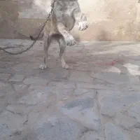 توله سگ|سگ|رضویه, |دیوار