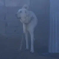 پژدرعالی|سگ|ساروق, |دیوار