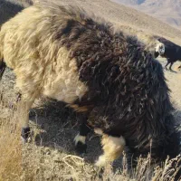 فروش|حیوانات مزرعه|جنت, |دیوار