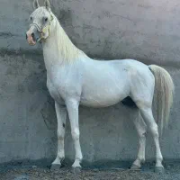 فروش شش عدد اسب سفید