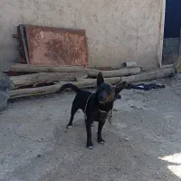 سگ پاکوتاه جنس خوب