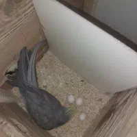 سلام دوستان عروس هلندی برای فروش