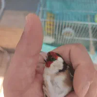 سهره نر