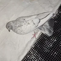 ۶عدد کفتر خوب پرشی|پرنده|سیرجان, |دیوار