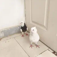 کبوتر طوقی|پرنده|بندرعباس, |دیوار