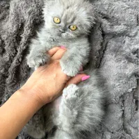 اسکاتیش اصیل هشت ماهه