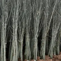 فروش ویژه انواع نهال