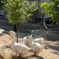 غاز خالماگوری