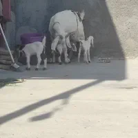 بز سه قلوزا پاکستانی
