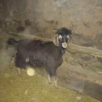 بز نر