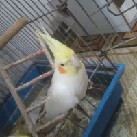 عروس هلندی ماده