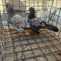 کبوتر تهرانی اصل پرشی