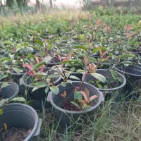 فوتونیا یاس