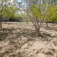 شخم زنی در کل نقاط آذربایجان شرقی