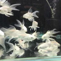 کوی مایان و پلاتینیوم و بقیه نژاد ها|ماهی|فولادشهر, B4|دیوار