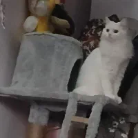 گربه پرشین کلاسیک اصیل|گربه|سورک, |دیوار