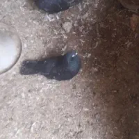 فروش کلی تعدادی کبوتر|پرنده|قائمشهر, |دیوار