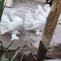 کبوتر دم چتری کاکلی پرپا|پرنده|یزد, |دیوار