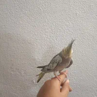 عروس هلندی گمشده خیابان فاطمه زهرا کوثر۴|حیوانات|اسلامشهر, مطهری|دیوار