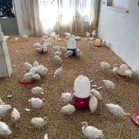 جوجه بیوتی درجه یک واکسن خورده به شرط