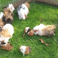 خوکچه سرحال و خوشگل|موش و خرگوش|قائمشهر, |دیوار