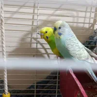 یک جفت مرغ عشق|پرنده|دماوند, دماوند|دیوار