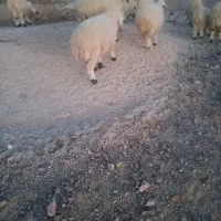 میش فروشی سر حال