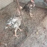 جوجه لاری