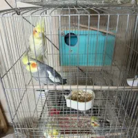 فروش انواع پرندگان|پرنده|قم, خاکفرج|دیوار