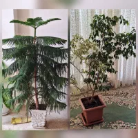 فروش بنجامین و کاج مطبق